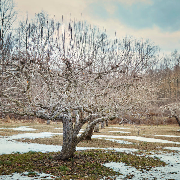 Winter: What your trees need right now. Tout suite! Chop, Chop /