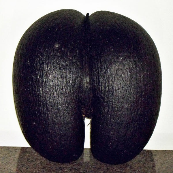 The Largest Seed in the World /
