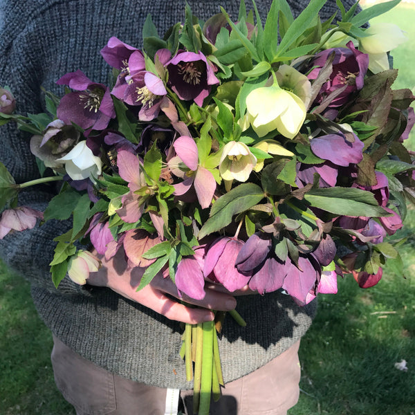 Hellebores, Not Hell-a-Boring: Spring's First Bloom /