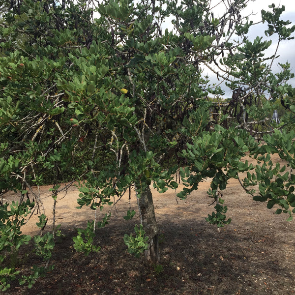 The Weight of Trees /