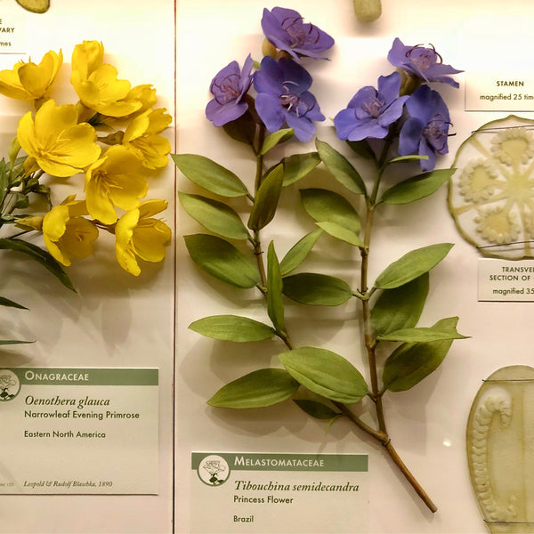 Bohemian Display: The Famous Glass Flowers /