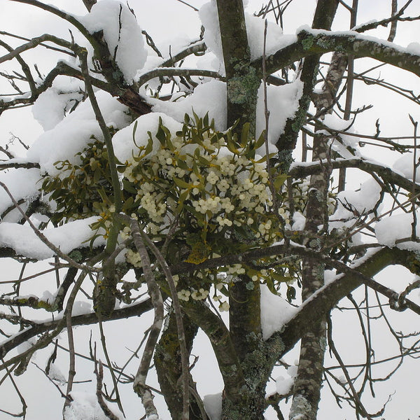 Christmas Plant Parasite /
