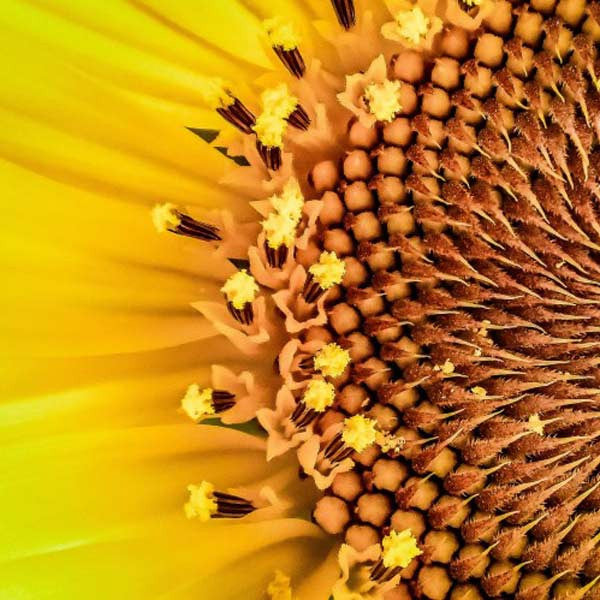 The Plant That Moves /