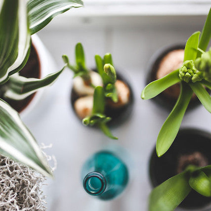 20 Indoor Plants That Keep You Sane /